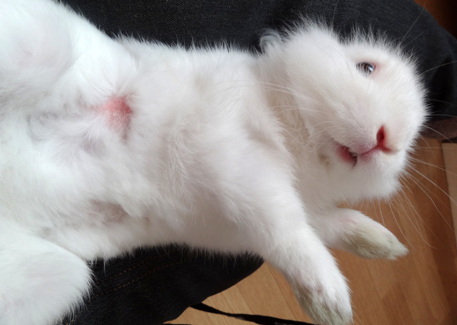 風船うさぎモコちゃん物語 6話 歯が出た 風船うさぎモコちゃん ストリエ 風船うさぎモコちゃん物語 6話 歯が出た 風船うさぎモコちゃん ストリエ